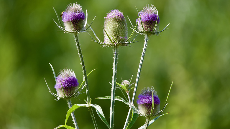 Close up of purple Dipsacus fullonum flower heads