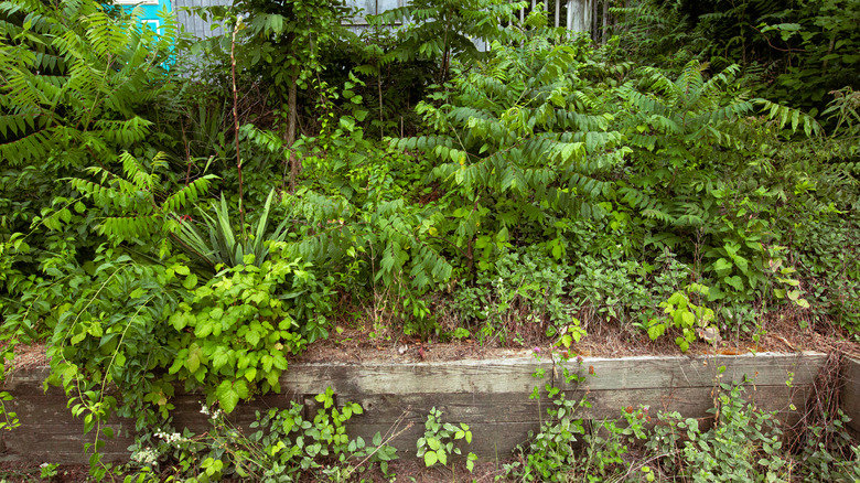 Raised bed overgrown with weeds and invasive trees
