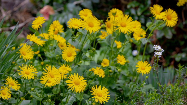 The yellow flowers of leopard's bane