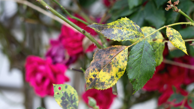 black spot disease of roses