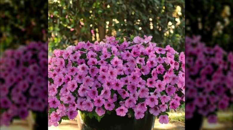 bright pink Easy Wave petunias in container