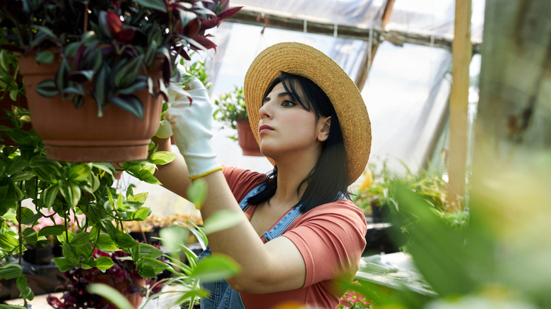 person tending to hanging baskets of plants in greenhouse
