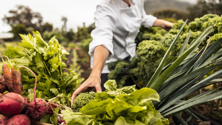 person holding broccoli vegetable garden