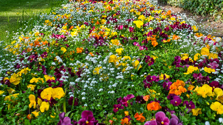 Different types of ground cover
