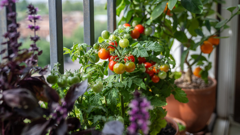 a crop of tomatos on a tomato plant