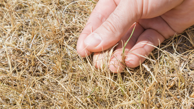 touching dying grass