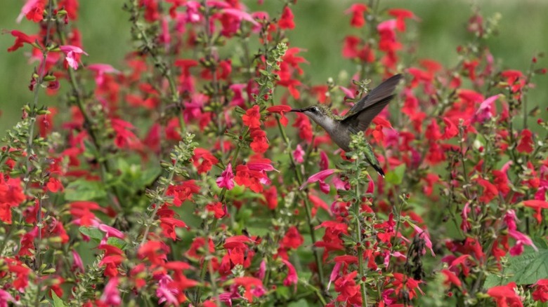 A hummingbird in a mass planting of salvia.