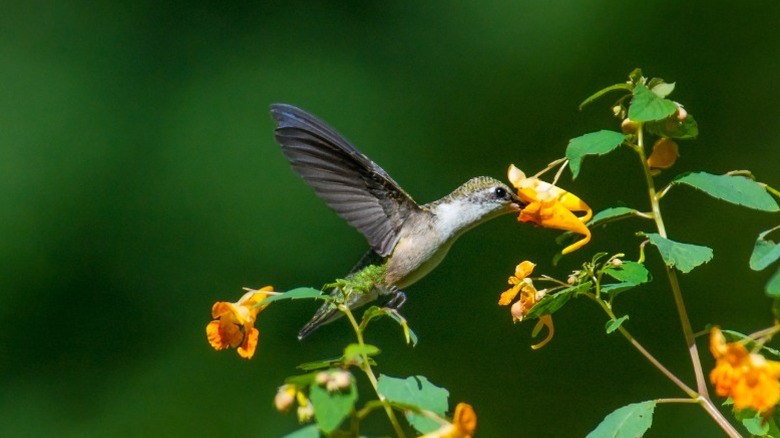 A hummingbird with its beak in a jewelweed flower.