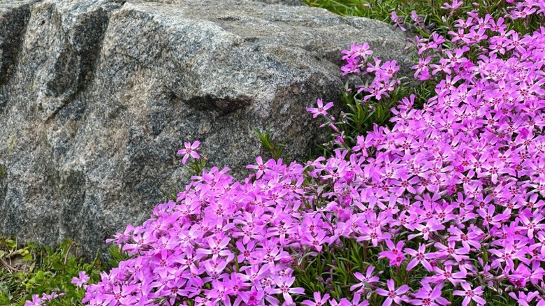 Brightly-colored phlox growing near a rock.