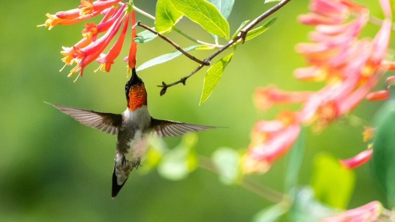 Hummingbird drinking from a coral honeysuckle flower.