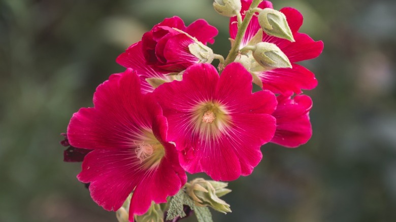 A closeup of bright red-pink hollyhock flowers.