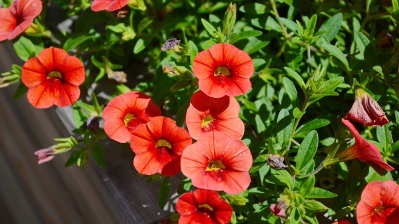 Closeup of reddish-orange million bells flowers.