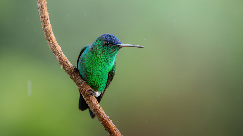 A green hummingbird sitting on a brand