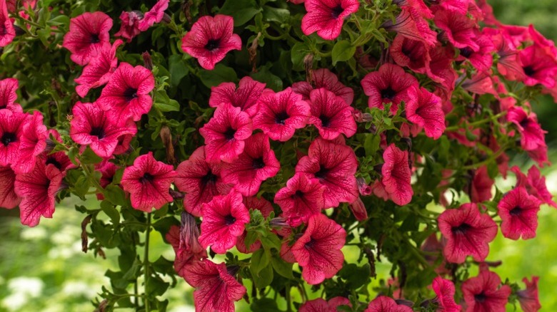 A cascade of magenta petunia flowers.