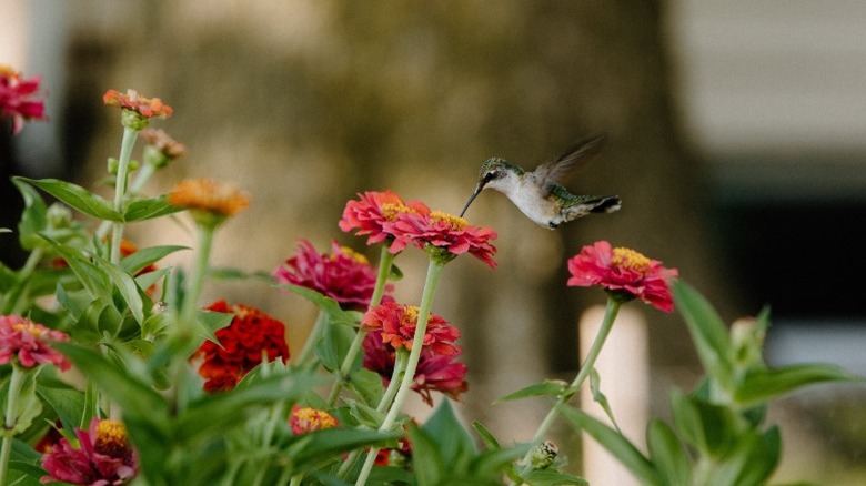 Hummingbird taking nectar from zinnias.