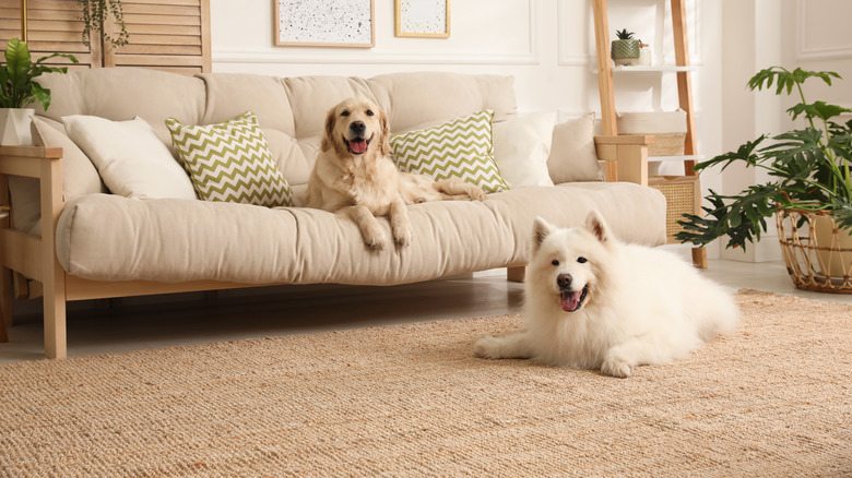 Dogs on living room carpet