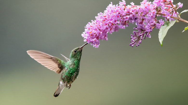 A hummingbird hovers near a garden in this stock photo captured in Richmond, British Columbia, showcasing the bird's vivid plumage mid-flight.