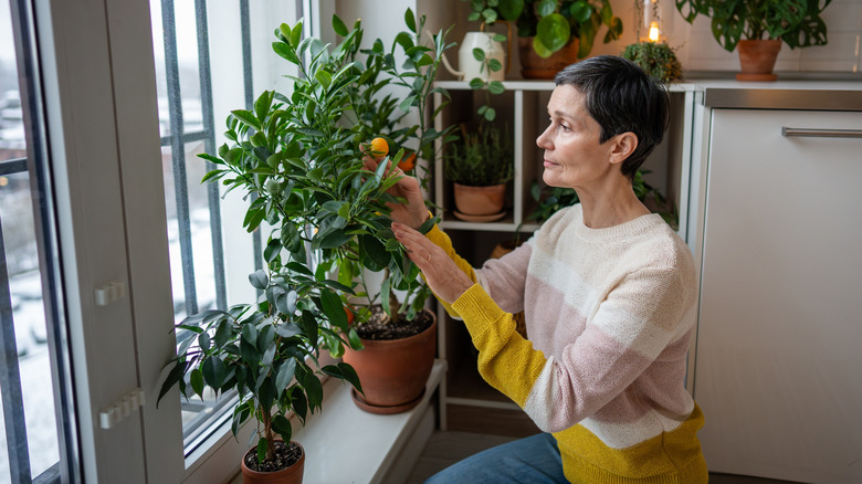An older adult tends to her small potted mandarin orange tree growing on a windowsill indoors.