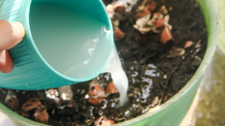 A measured cup of rice water is being poured into the pot of an indoor citrus tree.