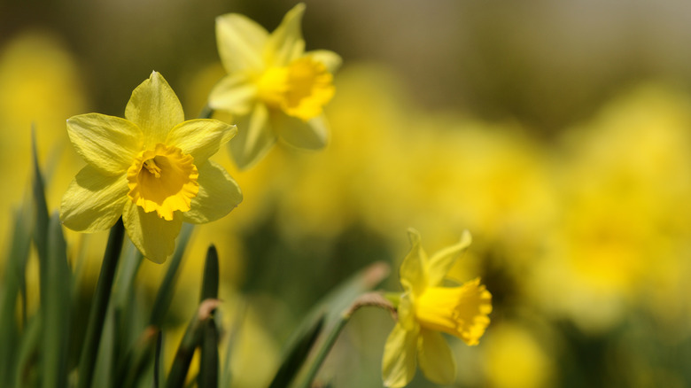 Daffodils in garden