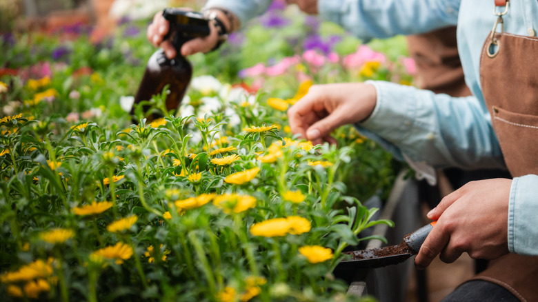 Two people with a sprayer and trowel caring for flowering plants in a garden.