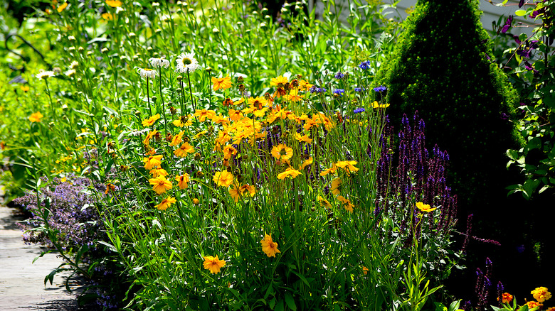 A beautiful pollinator yard with various flowers.