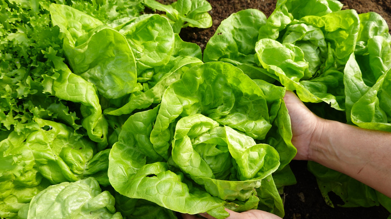 A large head of lettuce is being pulled out of a leafy green garden.