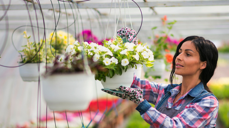 A woman tends to baskets of flowering petunias that hang from the ceiling of a greenhouse.