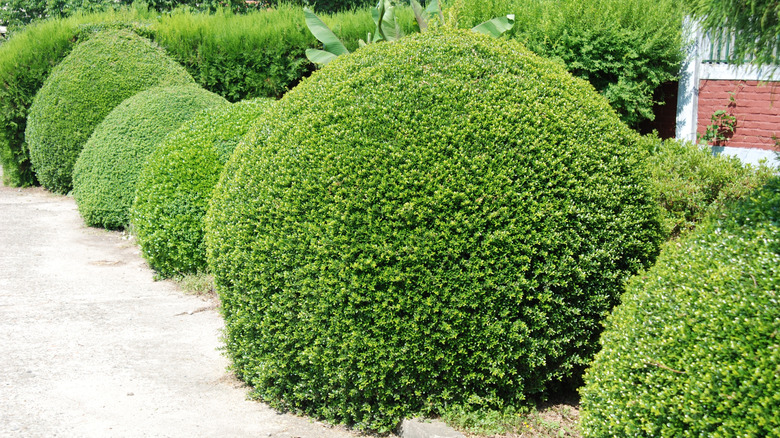 A series of rounded Japanese holly bushes along the edge of a walkway or driveway