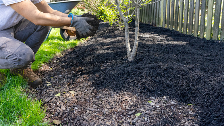 A person adding new mulch on top of old around a small shrub