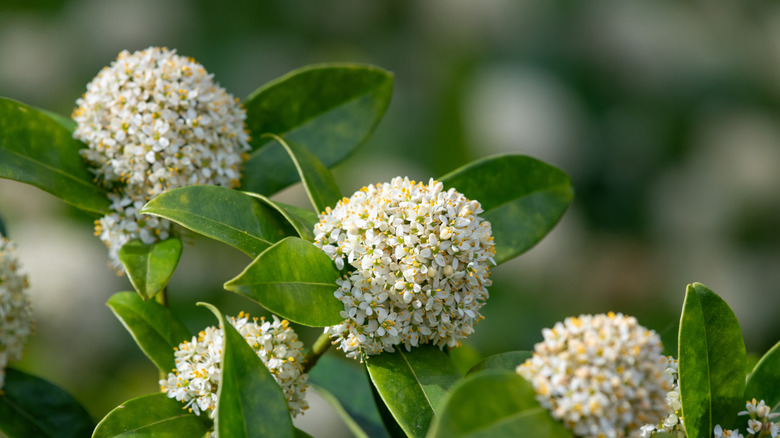 White Japanese skimmia flowers in bloom.