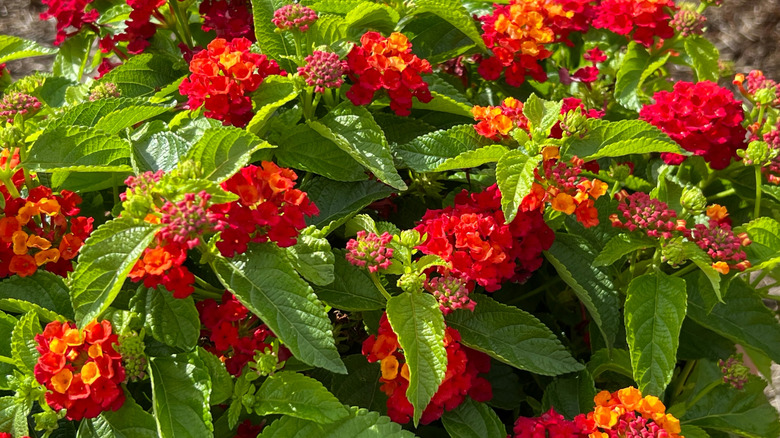 A 'Hot Blooded' lantana full of dramatic red and yellow flower clusters and dark green foliage.