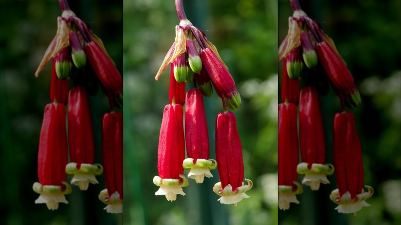 Bright red California firecracker flowers blooming