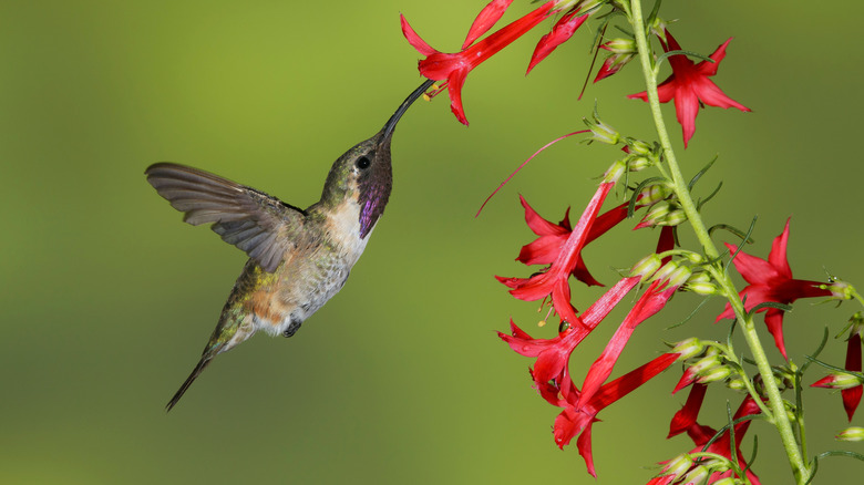 Hummingbird visiting red flowers