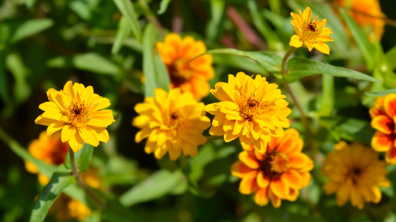 Yellow and orange Mexican zinnias