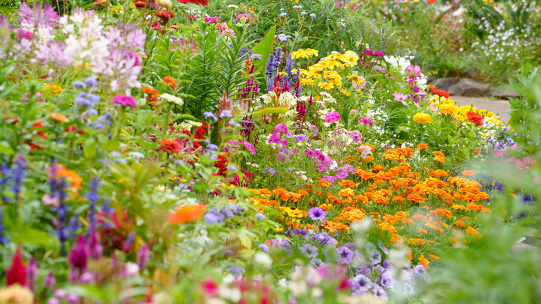 Colorful flower garden with a variety of different species