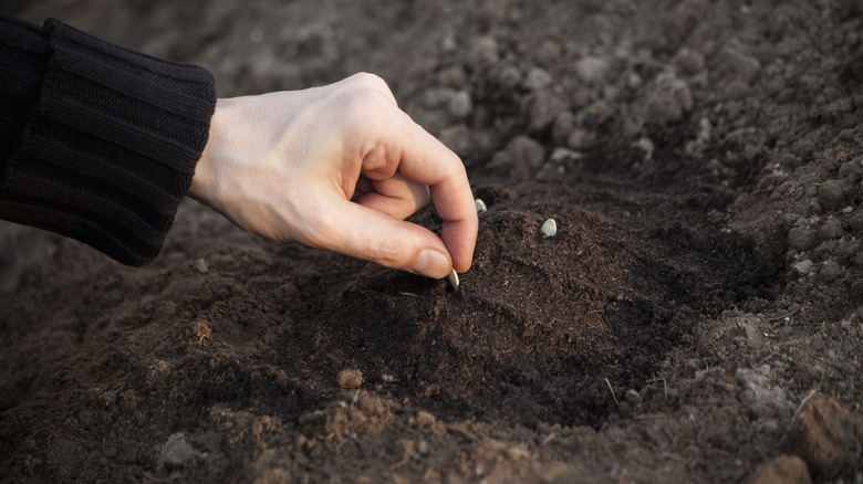 Planting lawn seeds for drought fire resistance in California