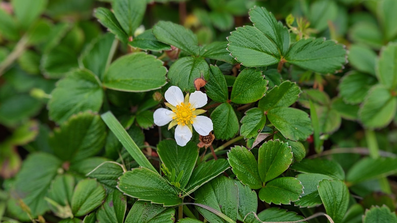 Beach strawberry california lawn alternative