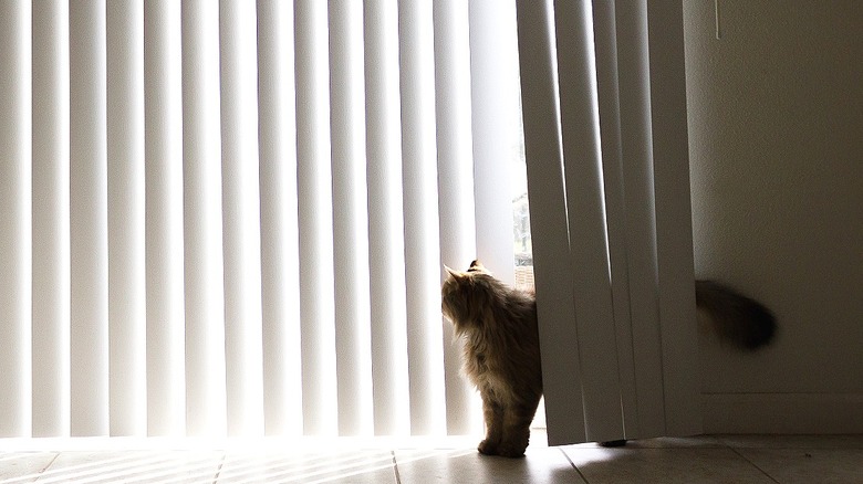 Cat walking out vertical blinds