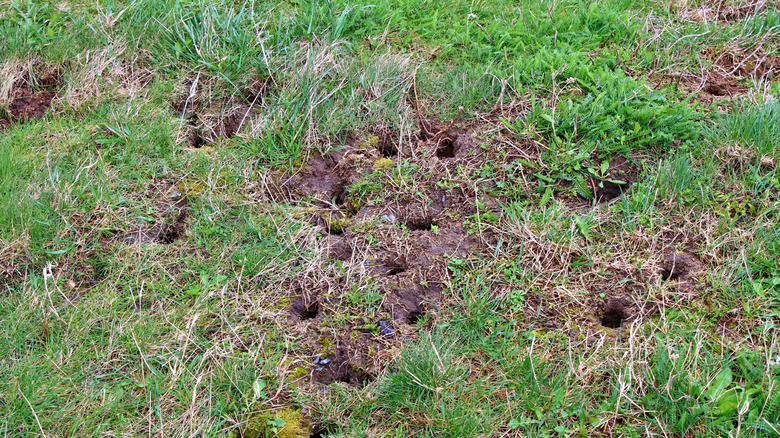 Close-up of several rat burrows in someone's yard