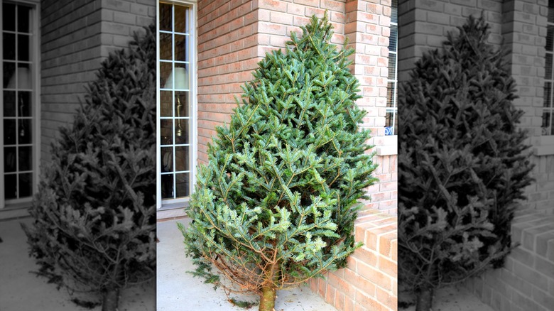 A Christmas tree rests outside a home before being brought indoors for decorating.
