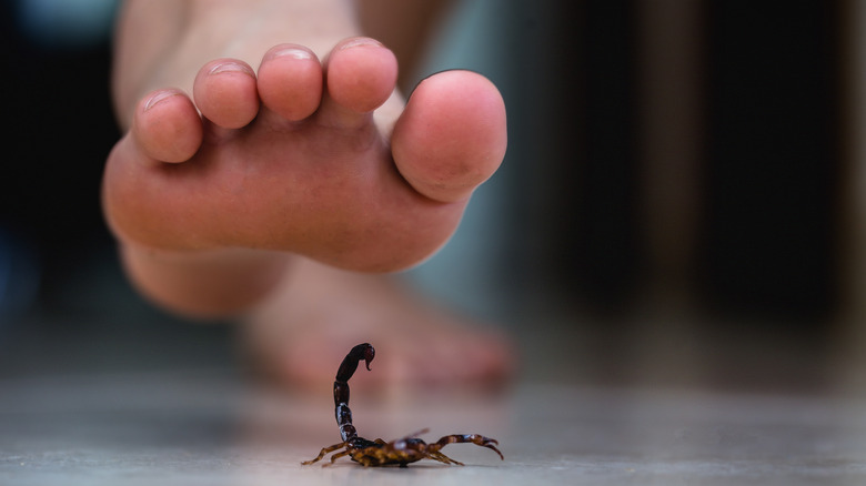 person about to step on scorpion