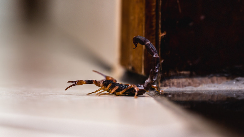 scorpion crawling on floor