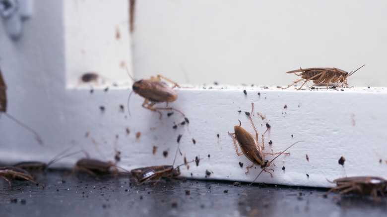 cockroaches on a shelf