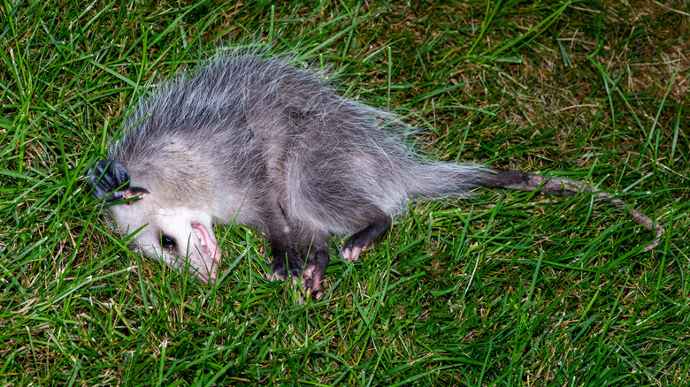 Opossum feigning death on a grassy landscape