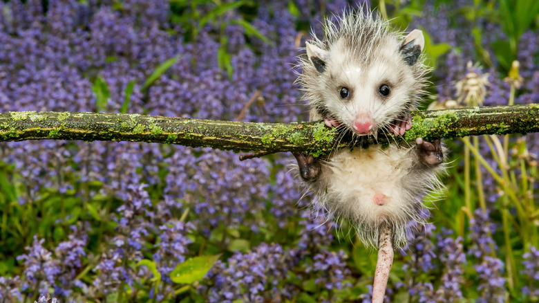 Baby opossum hanging on a branch around flowers