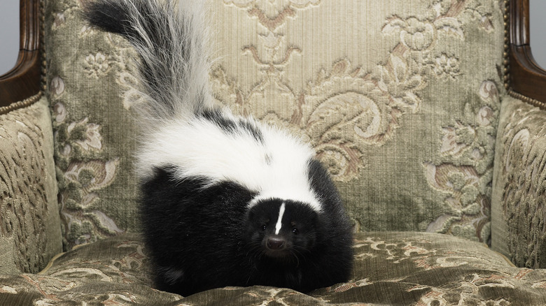 Skunk on upholstered chair