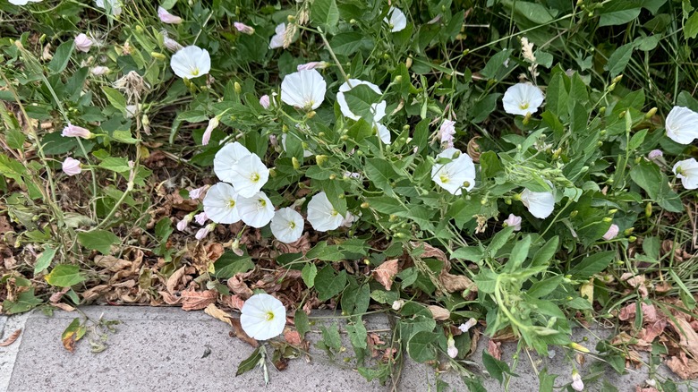 White bindweed flowers spilling onto pavement