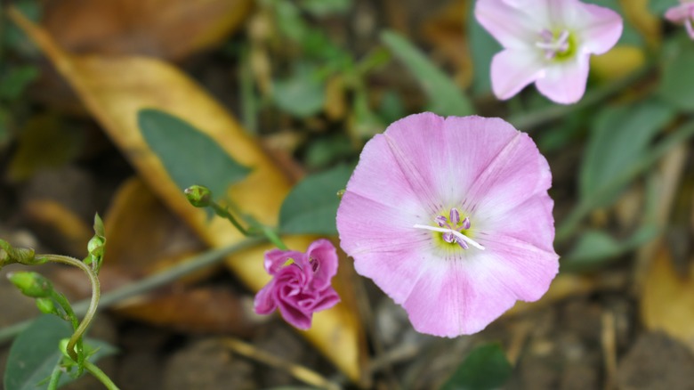 Pink bindweed with its distinctive arrow-shaped leaves