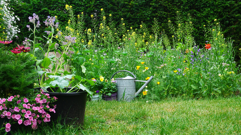 Herb and flowers with iron watering can in a garden.
